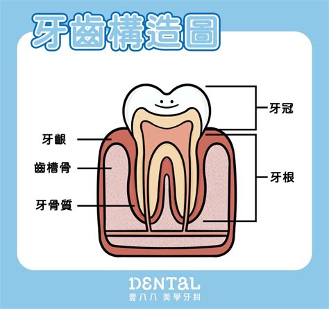 牙齒的功能|牙齒結構與健康的牙齒 